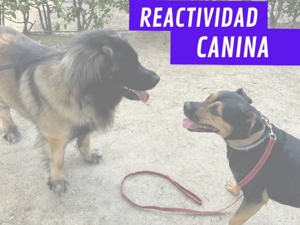Adiestramiento Canino