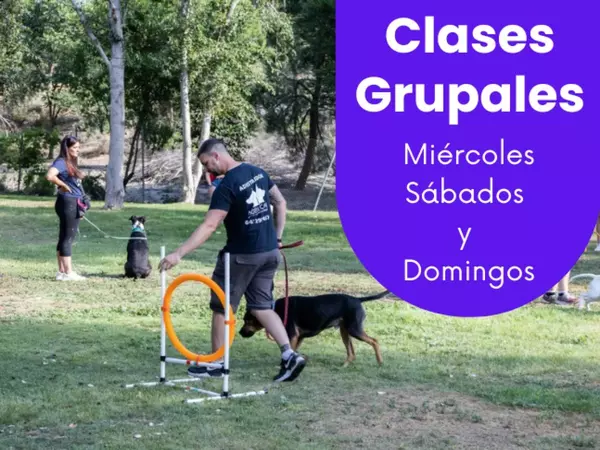 Clases Grupales: No Importa la Raza o Edad