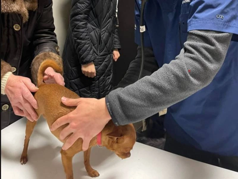 Transporte internacional de animales domésticos en Pozuelo