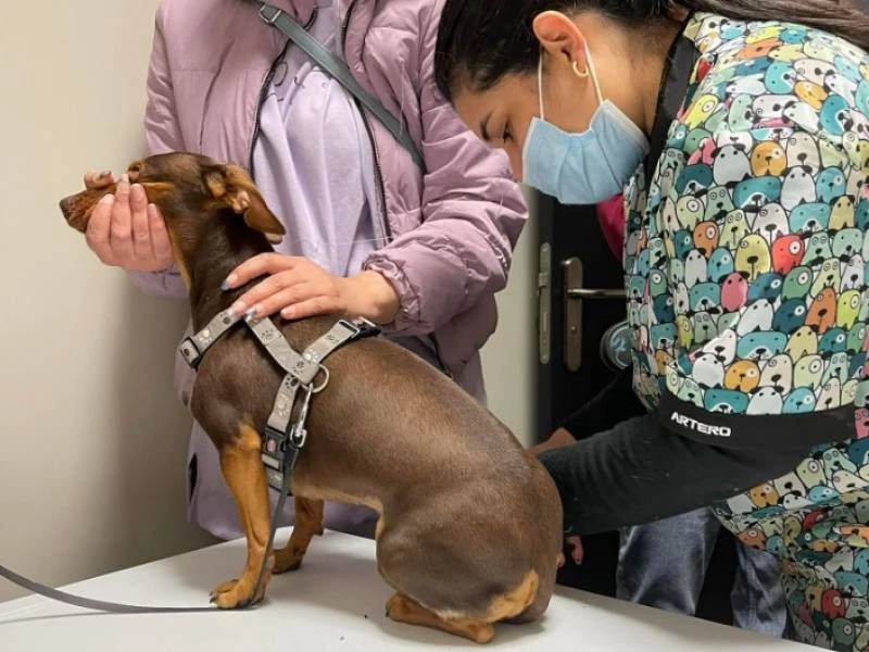 Servicios de Peluquería caninas en A.A.H. Veterinary Services