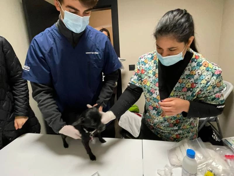 Cínica veterinaria en Pozuelo