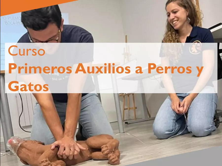 Curso de Primeros Auxilios a Perros y Gatos, 24/5
