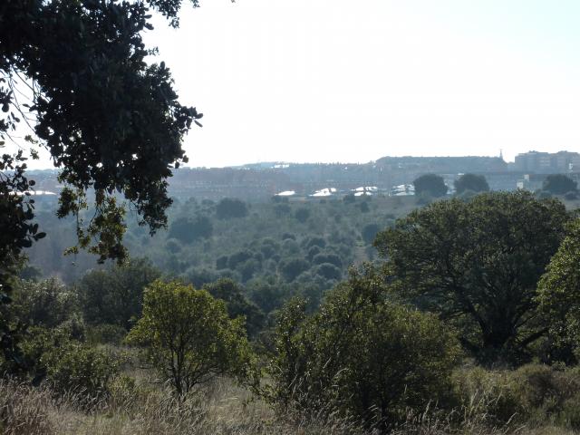 El Ayuntamiento de Las Rozas pretende urbanizar un encinar de alto valor ambiental en el Parque Empresarial