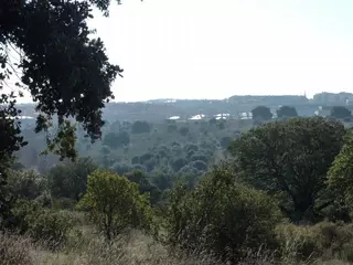 El Ayuntamiento de Las Rozas pretende urbanizar un encinar de alto valor ambiental en el Parque Empresarial