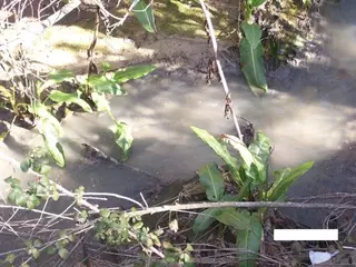 El Grupo Municipal Socialista vuelve a denunciar al Ayuntamiento por atentado ecológico
