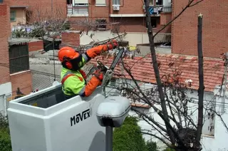 Las Rozas recoge más de 700 toneladas de restos de árboles durante la campaña municipal de poda