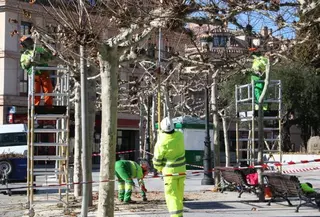 Las Rozas recoge cerca de 3.000 toneladas de restos vegetales en la campaña de poda