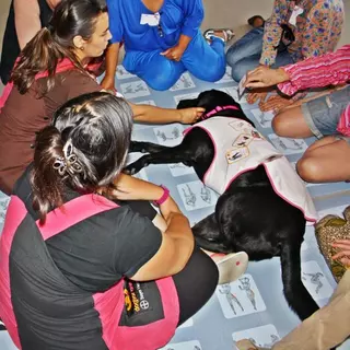 Las Rozas ofrece a las víctimas de maltrato una novedosa terapia con animales