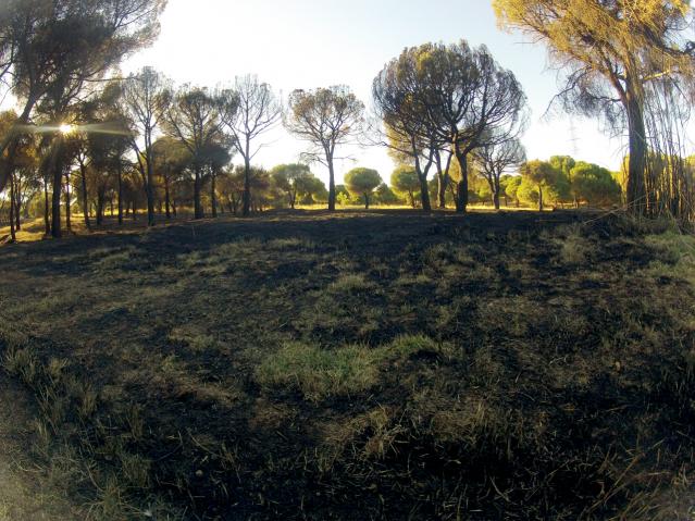 El Ayuntamiento trabaja ya en la recuperación de la zona de la Dehesa afectada por el incendio
