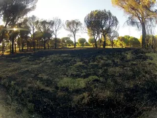El Ayuntamiento trabaja ya en la recuperación de la zona de la Dehesa afectada por el incendio
