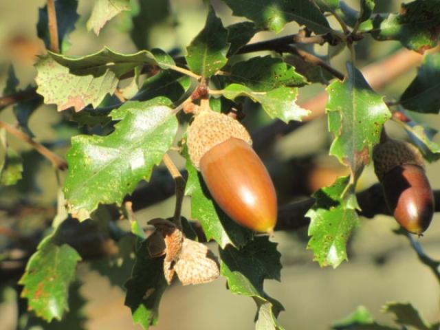 'Bellotada popular' para defender la finca de El Garzo de Las Rozas