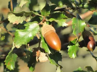 'Bellotada popular' para defender la finca de El Garzo de Las Rozas