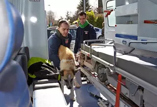 El Centro de Atención Animal de Las Rozas recogió más de 400 mascotas durante 2013