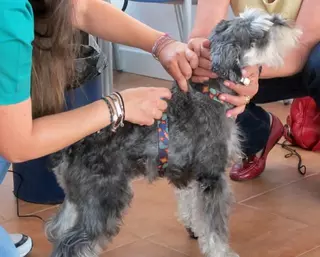Comienza en Las Rozas la campaña anual de vacunación e identificación de animales domésticos