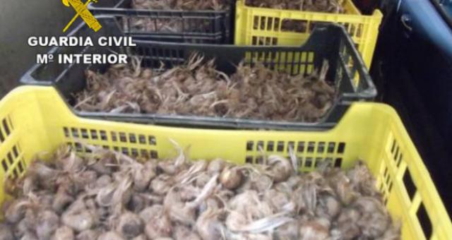 La Guardia Civil detiene a dos personas por sustraer 106 cajas de bulbos de azafrán
