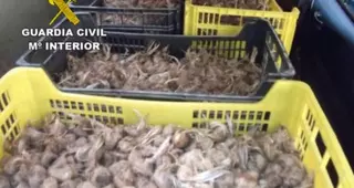 La Guardia Civil detiene a dos personas por sustraer 106 cajas de bulbos de azafrán