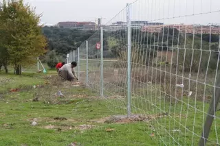 El ayuntamiento continúa su actividad de control selectivo sobre la población de jabalíes de Las Rozas