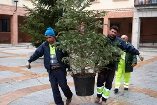 Todo listo para la campaña de recogida de árboles de navidad