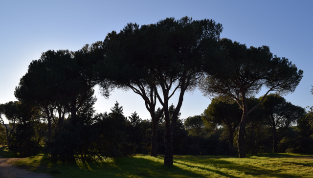 Ciudadanos registra una propuesta para proteger los espacios verdes en Las Rozas