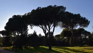 Ciudadanos registra una propuesta para proteger los espacios verdes en Las Rozas