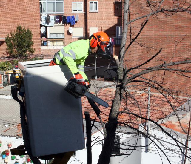 La campaña municipal de poda, apoyada por un programa informático, concluirá en marzo