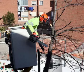 La campaña municipal de poda, apoyada por un programa informático, concluirá en marzo