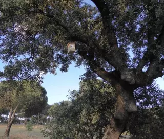 Las Rozas pone en marcha un sistema de control biológico de plagas para reducir el impacto de la oruga procesionaria