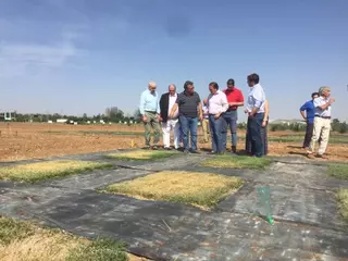 La Comunidad de Madrid investiga nuevas variedades de césped para ahorrar más de un 50% en el agua de riego