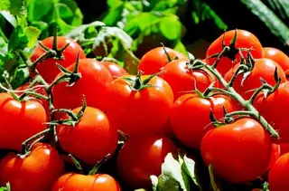 Las Rozas será el primer municipio europeo 100% vegetariano