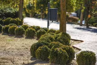 El Ayuntamiento acondicionará el bulevar de la calle Camilo José Cela con nuevas zonas ajardinadas 
