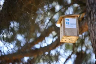 El Ayuntamiento redobla las medidas de control ante la plaga de oruga procesionaria 