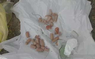 Detenido por colocar salchichas con alfileres en parques caninos