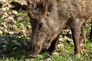 Ecologistas en Acción  propone medidas que eviten el efecto llamada de los jabalíes
