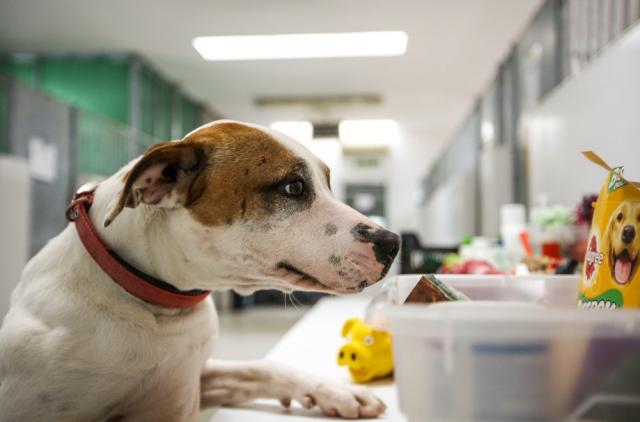 Las Rozas, primer municipio que reserva plazas en su Centro Animal para perros de personas sin hogar infectadas por coronavirus