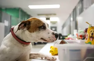 Las Rozas, primer municipio que reserva plazas en su Centro Animal para perros de personas sin hogar infectadas por coronavirus