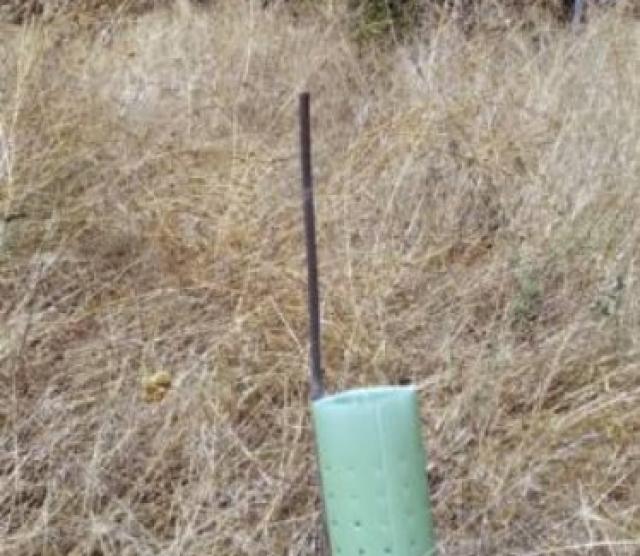 Ecologistas en Acción denuncia la falta de mantenimiento de las plantas repobladas en Molino de la Hoz