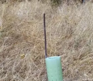 Ecologistas en Acción denuncia la falta de mantenimiento de las plantas repobladas en Molino de la Hoz