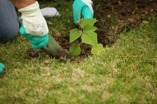 Las Rozas firma un convenio para impulsar las acciones de reforestación del municipio