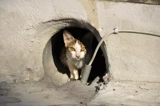 Maltrato animal en Las Rozas: un gato resulta herido de gravedad por disparos de escopeta