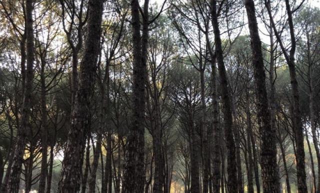 Unidas insta al gobierno de Las Rozas a aprobar un Inventario de Caminos Públicos y un Plan de Conservación del arbolado