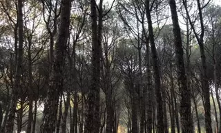 Unidas insta al gobierno de Las Rozas a aprobar un Inventario de Caminos Públicos y un Plan de Conservación del arbolado