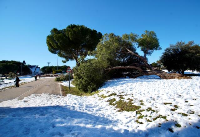 La borrasca Filomena deja daños por valor de más de 18 millones de euros en el arbolado de Las Rozas