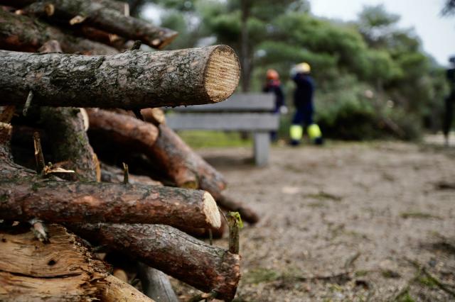 Más de 7.500 m3 de leña serán puestos a disposición de los vecinos en la planta de astillaje de Monterrozas