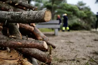 Más de 7.500 m3 de leña serán puestos a disposición de los vecinos en la planta de astillaje de Monterrozas