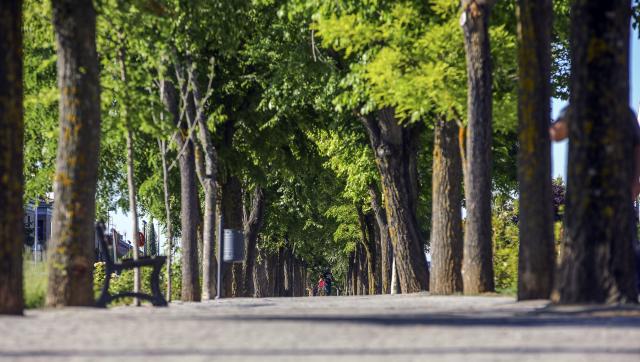 Las Rozas recibe el reconocimiento de la FAO ‘Tree Cities of the World’ por su gestión del arbolado urbano