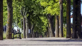 Las Rozas recibe el reconocimiento de la FAO ‘Tree Cities of the World’ por su gestión del arbolado urbano