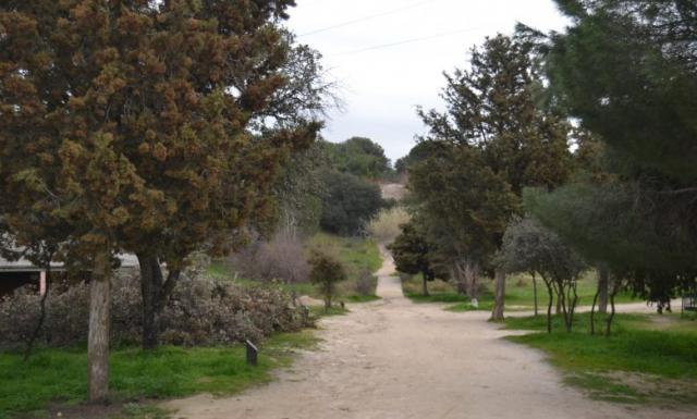 Unidas por Las Rozas pregunta por la situación del arbolado y traslada quejas vecinales por el colapso para realizar trámites 
