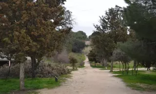 Unidas por Las Rozas pregunta por la situación del arbolado y traslada quejas vecinales por el colapso para realizar trámites 
