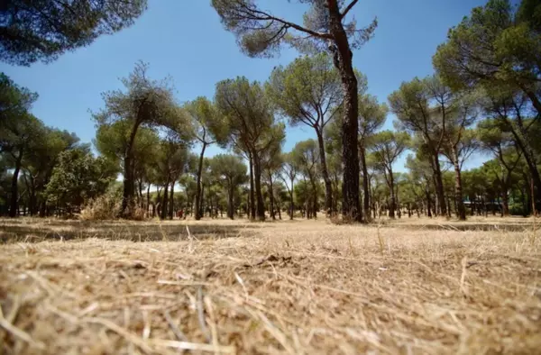 Más de 3 millones de m2 desbrozados para evitar incendios este verano en Las Rozas