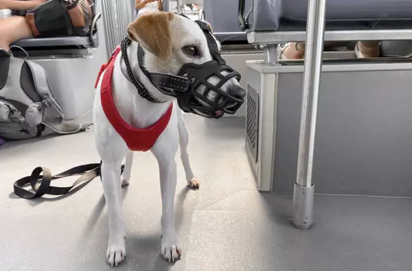 ¿Puedo subir con mi perro al autobús? Siete ciudades españolas comienzan a regular el transporte dog-friendly